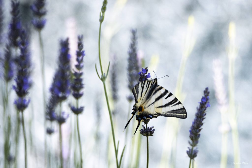 Photographie terrestre et sensibilisation - GYPS 360. Le flambé