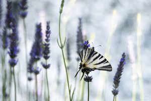 Photographie terrestre et sensibilisation - GYPS 360. Le flambé