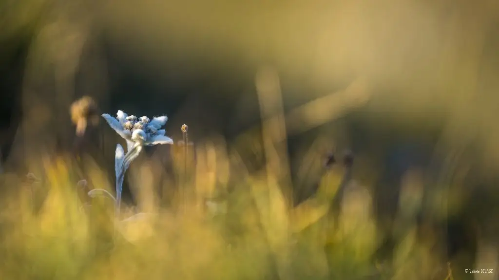 Photographie terrestre et sensibilisation. GYPS 360, photographe de la biodiversité. Edelweiss